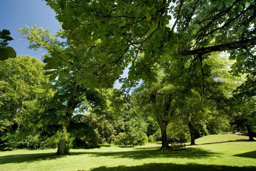 Chateau De Montcaud Sabran Ngoại thất bức ảnh